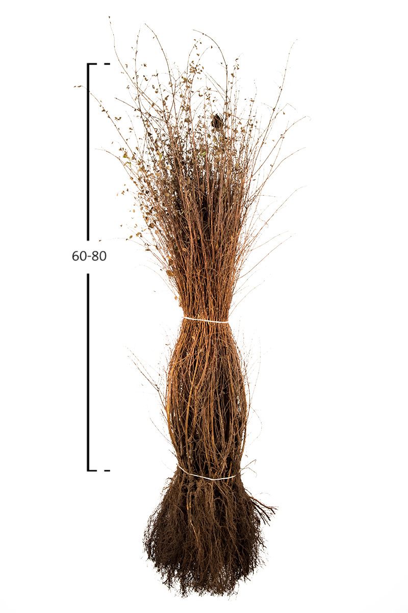 Schneebeere chenaultii