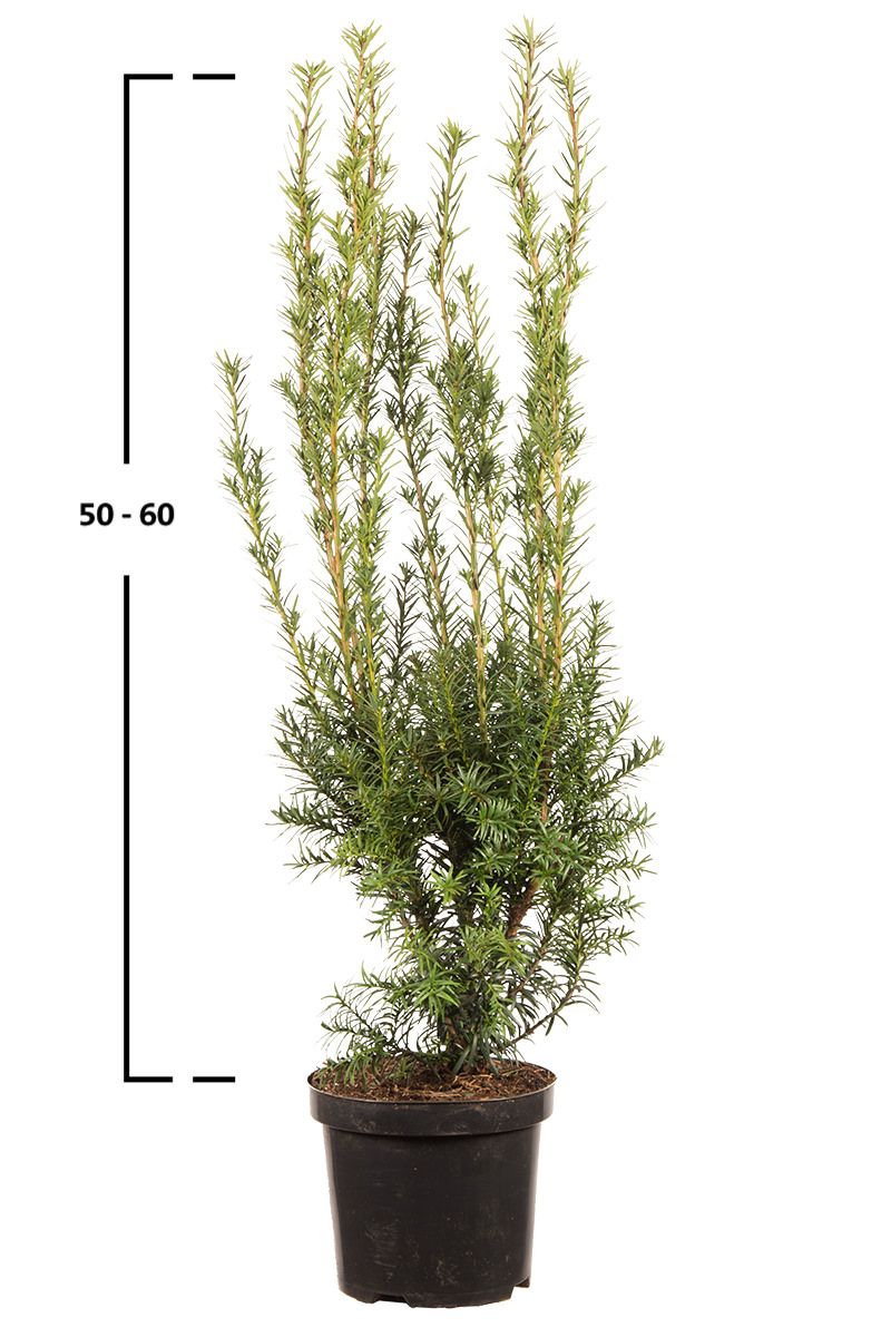 Becher- Eibe Hicksii