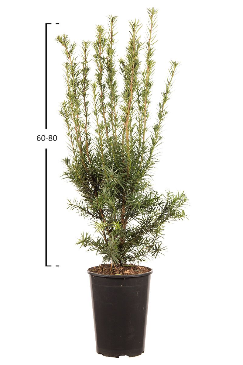 Becher- Eibe Hicksii