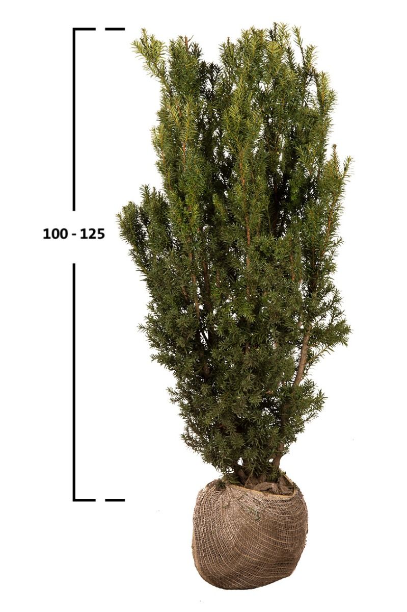 Becher- Eibe Hicksii