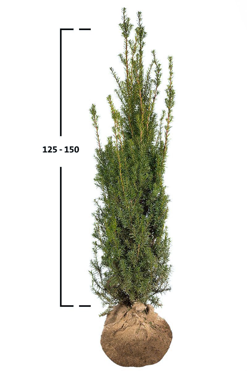 Becher- Eibe Hicksii