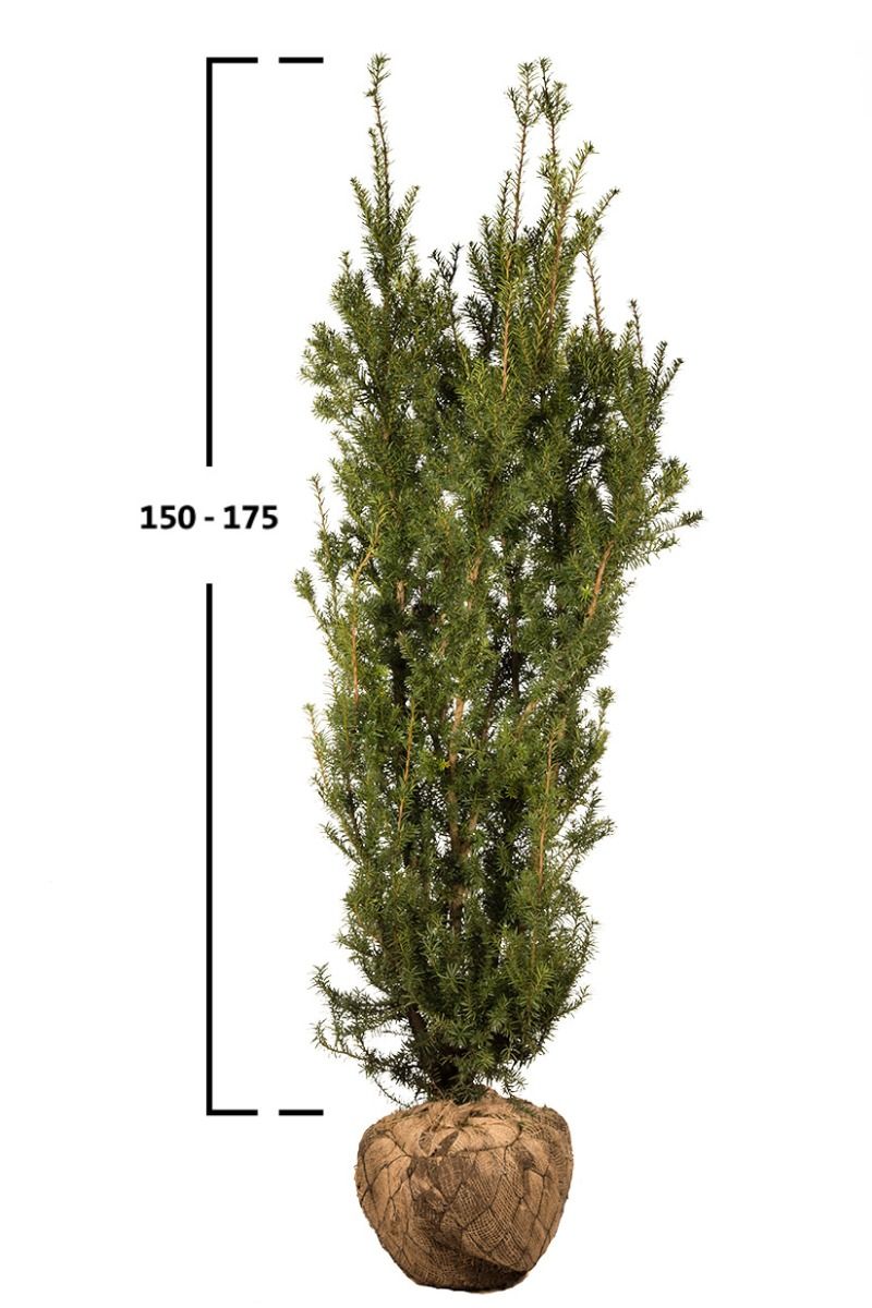 Becher- Eibe Hicksii