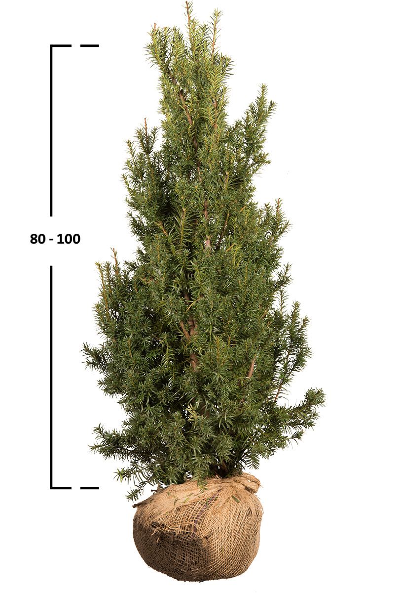 Becher- Eibe Hicksii