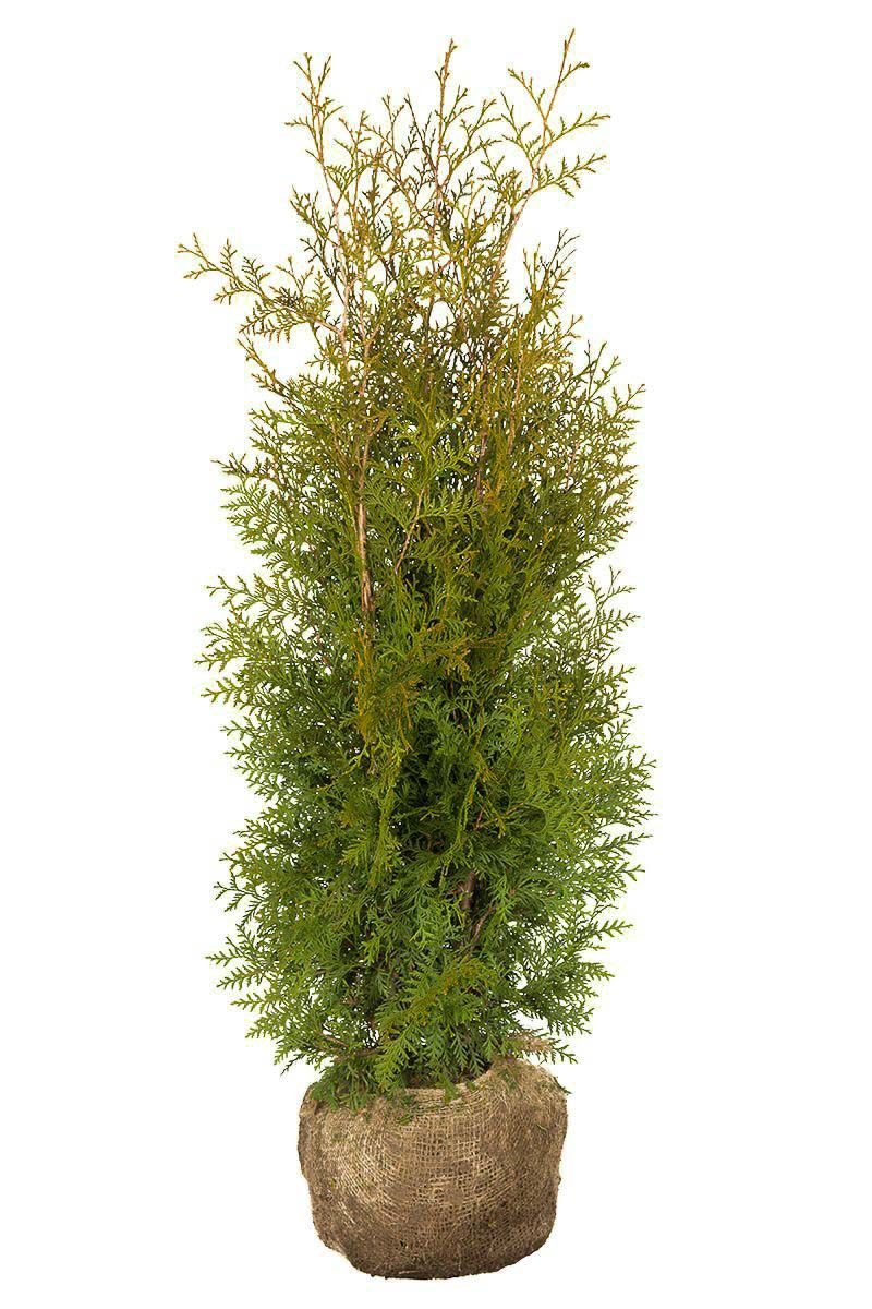 Thuja Brabant