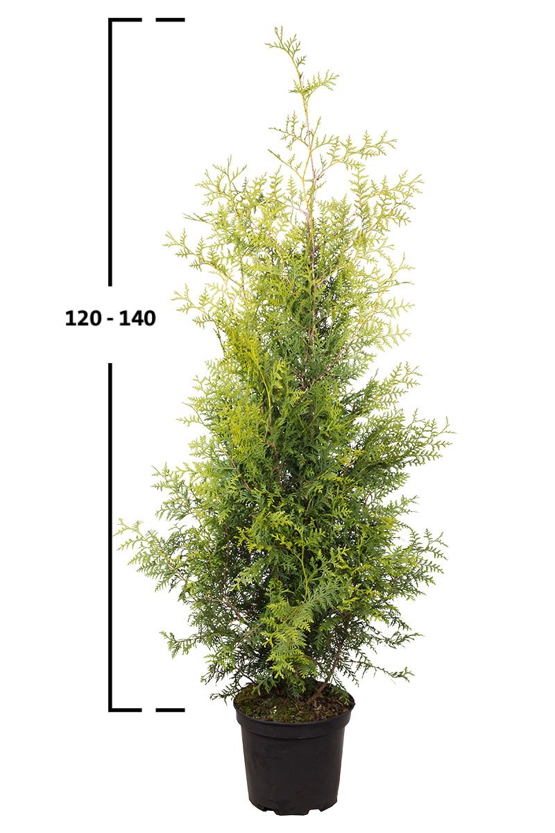 Thuja Brabant