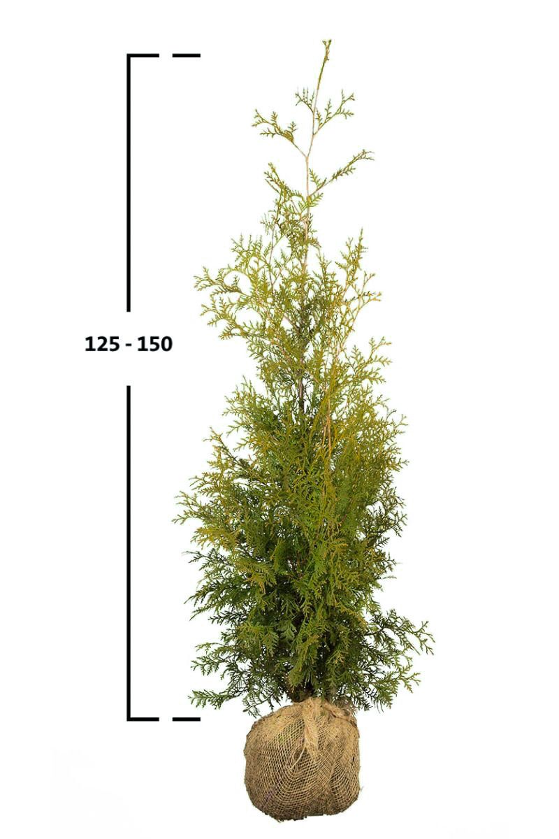Thuja Brabant