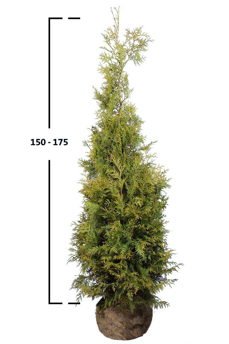 Thuja Brabant