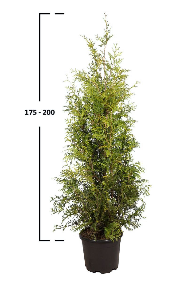 Thuja Brabant