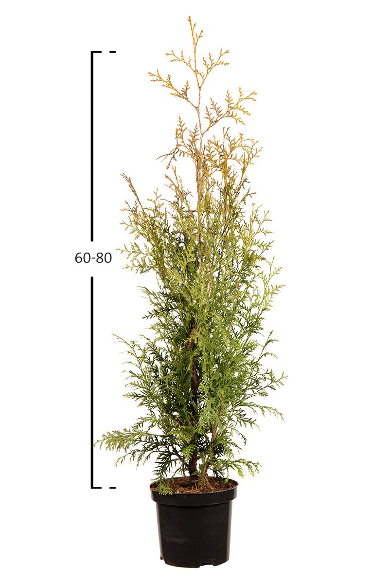 Thuja Brabant