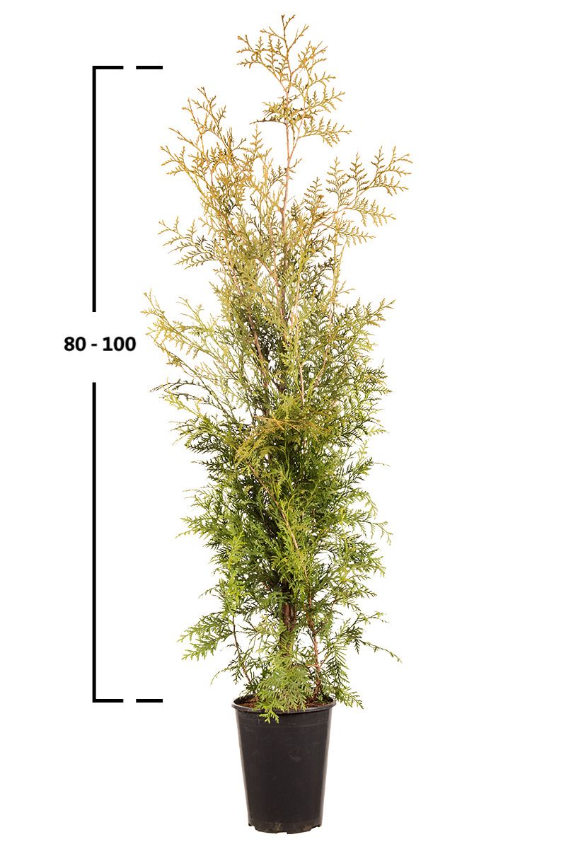 Thuja Brabant