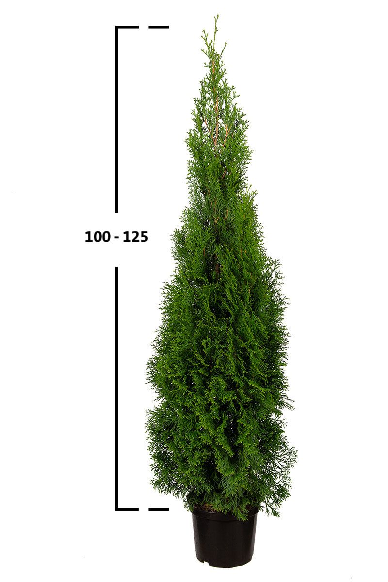 Thuja Smaragd