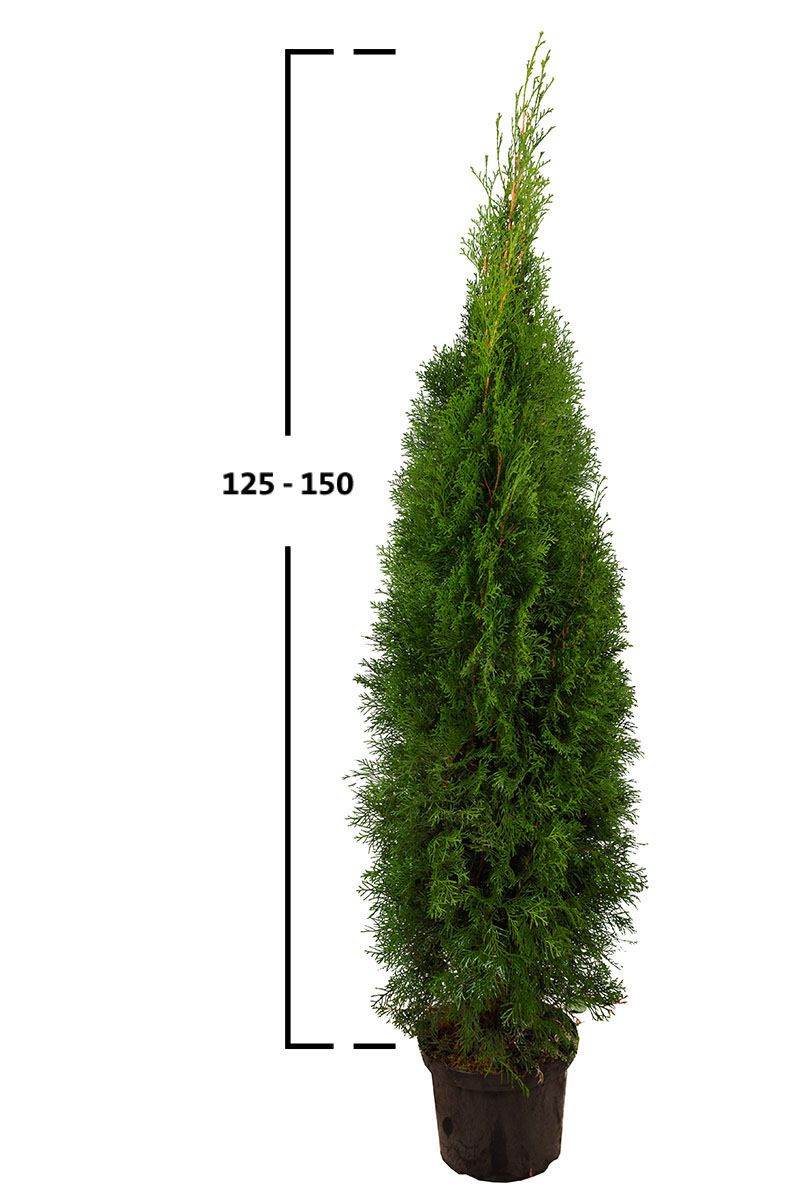 Thuja Smaragd