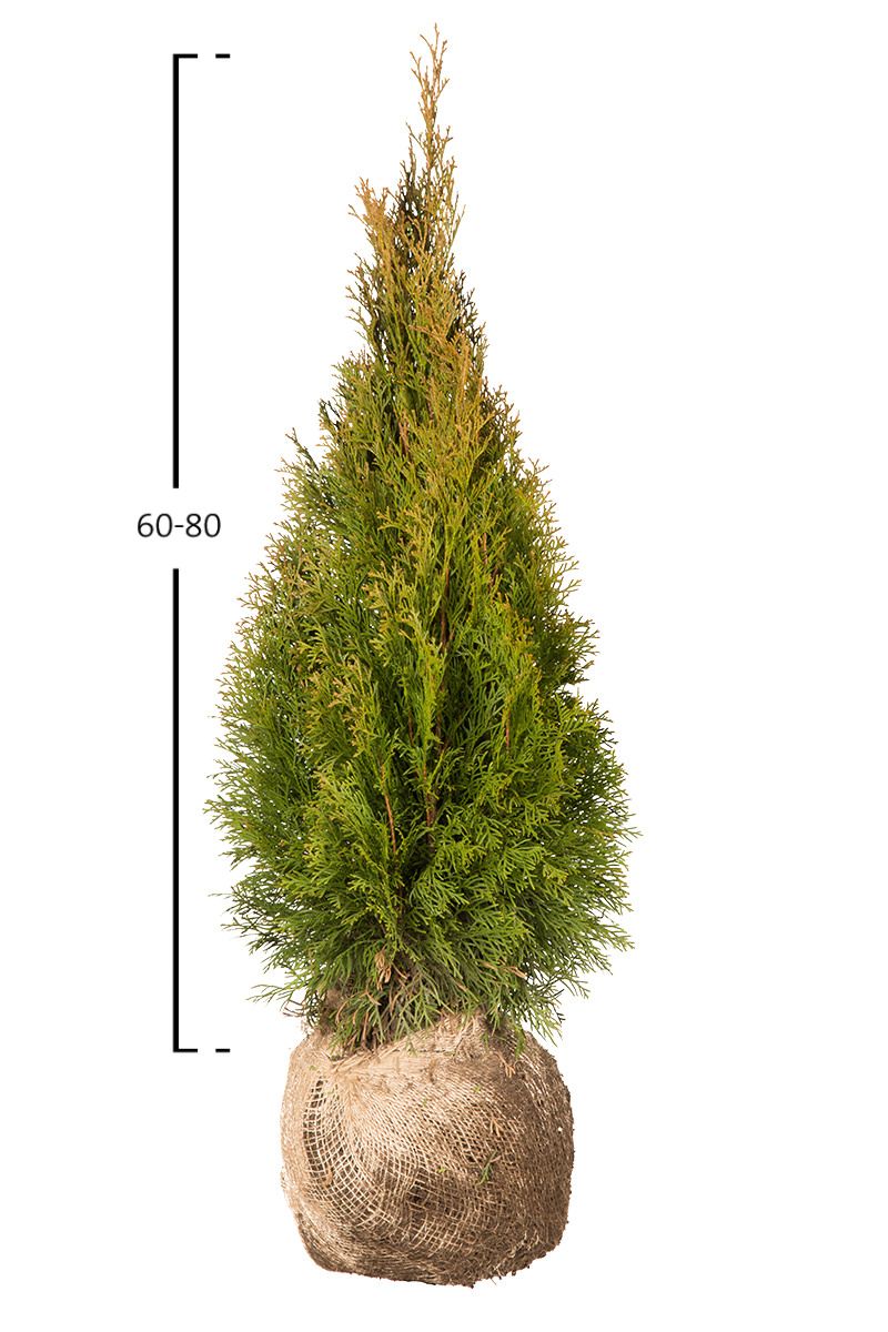 Thuja Smaragd