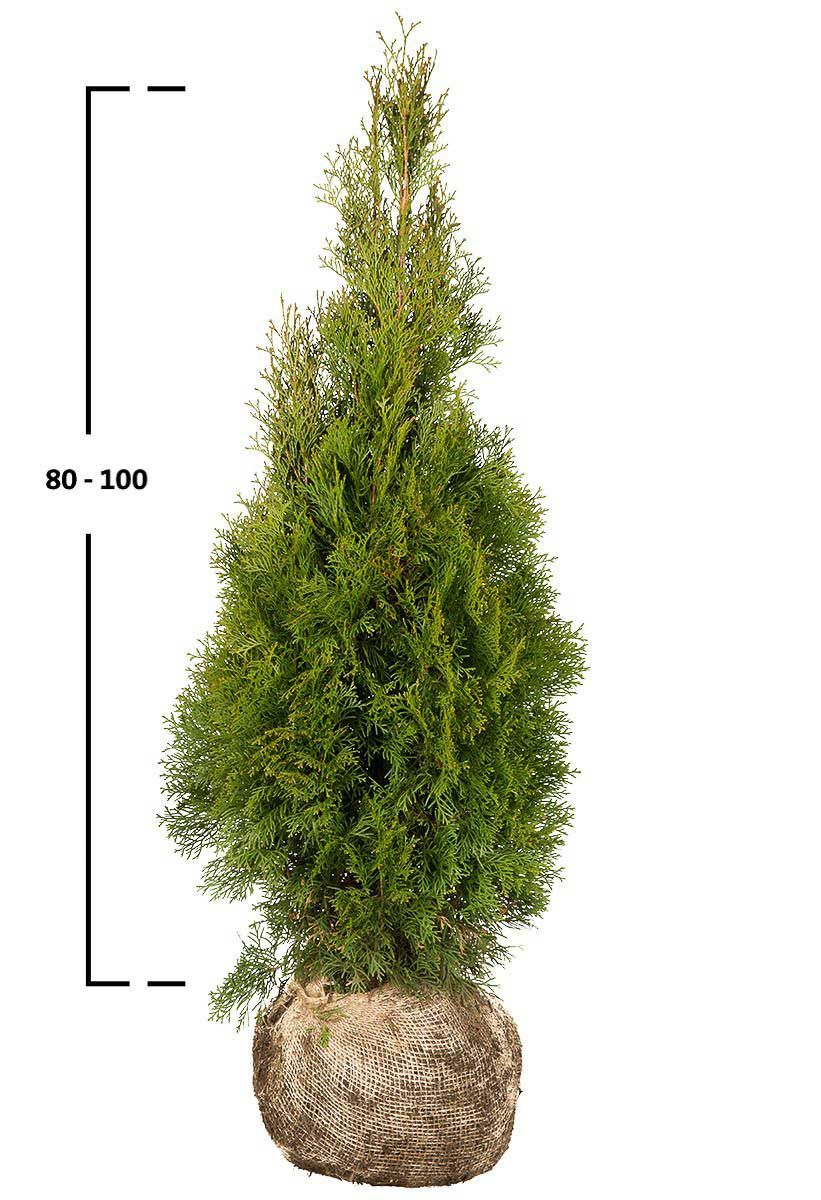 Thuja Smaragd