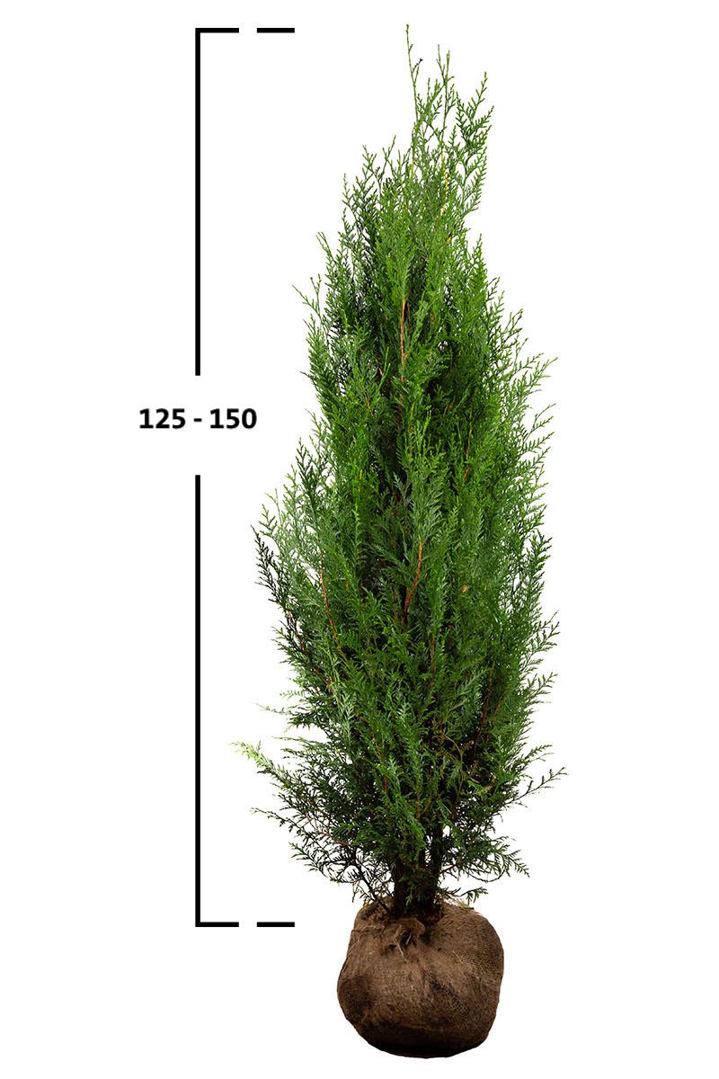 Thuja Atrovirens