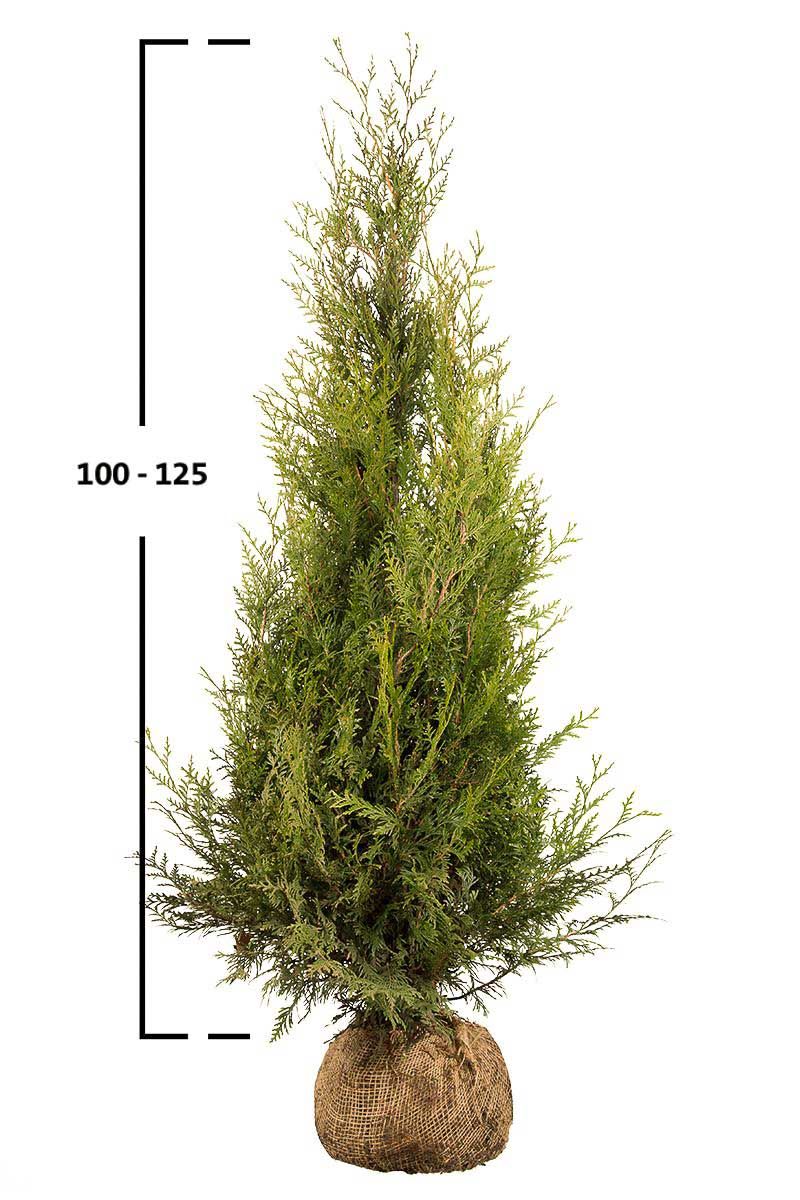 Thuja Atrovirens