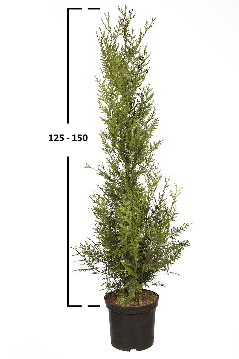 Thuja Atrovirens