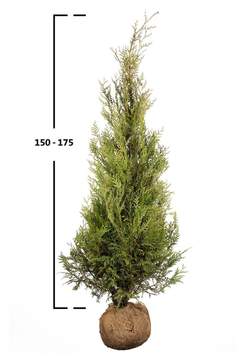 Thuja Atrovirens