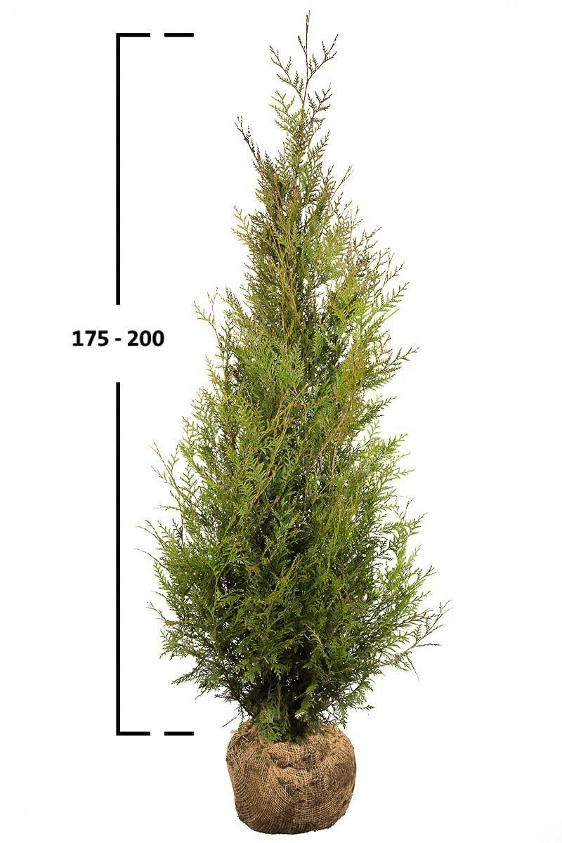 Thuja Atrovirens