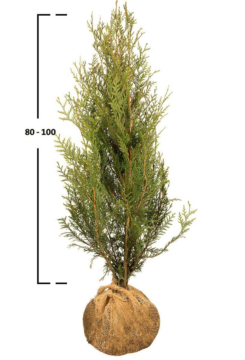 Thuja Atrovirens