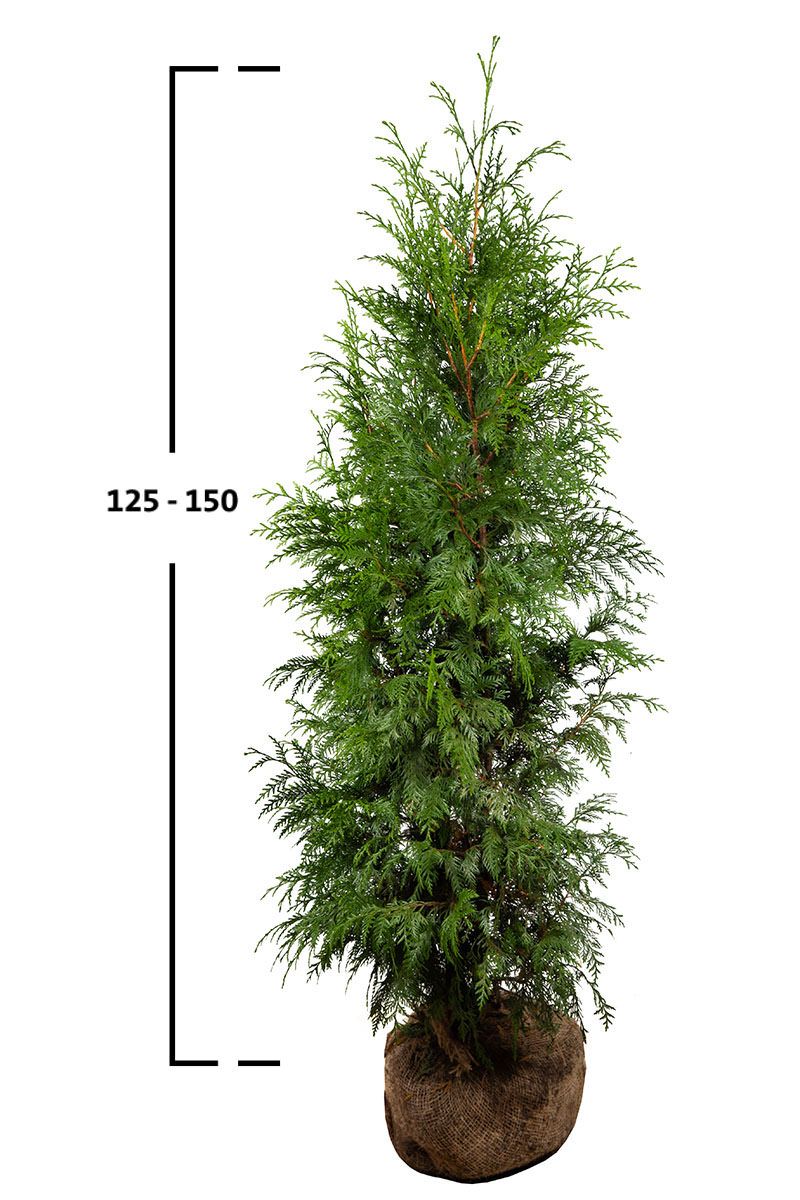 Thuja Excelsa