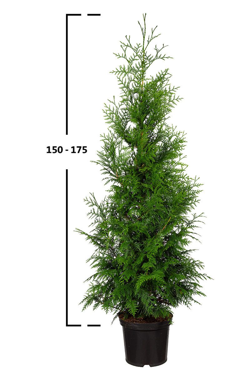 Thuja Excelsa