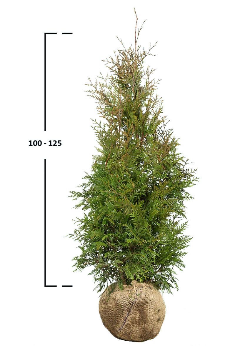 Thuja Excelsa