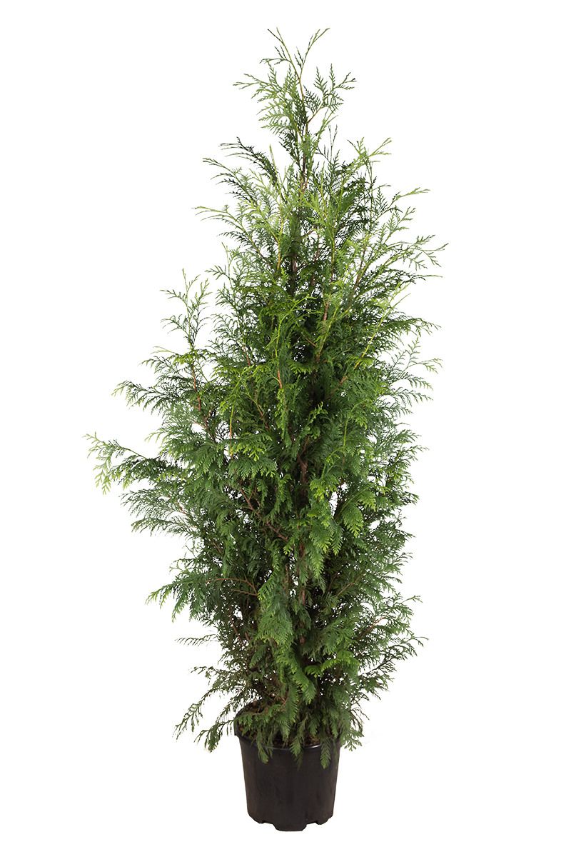 Thuja Excelsa