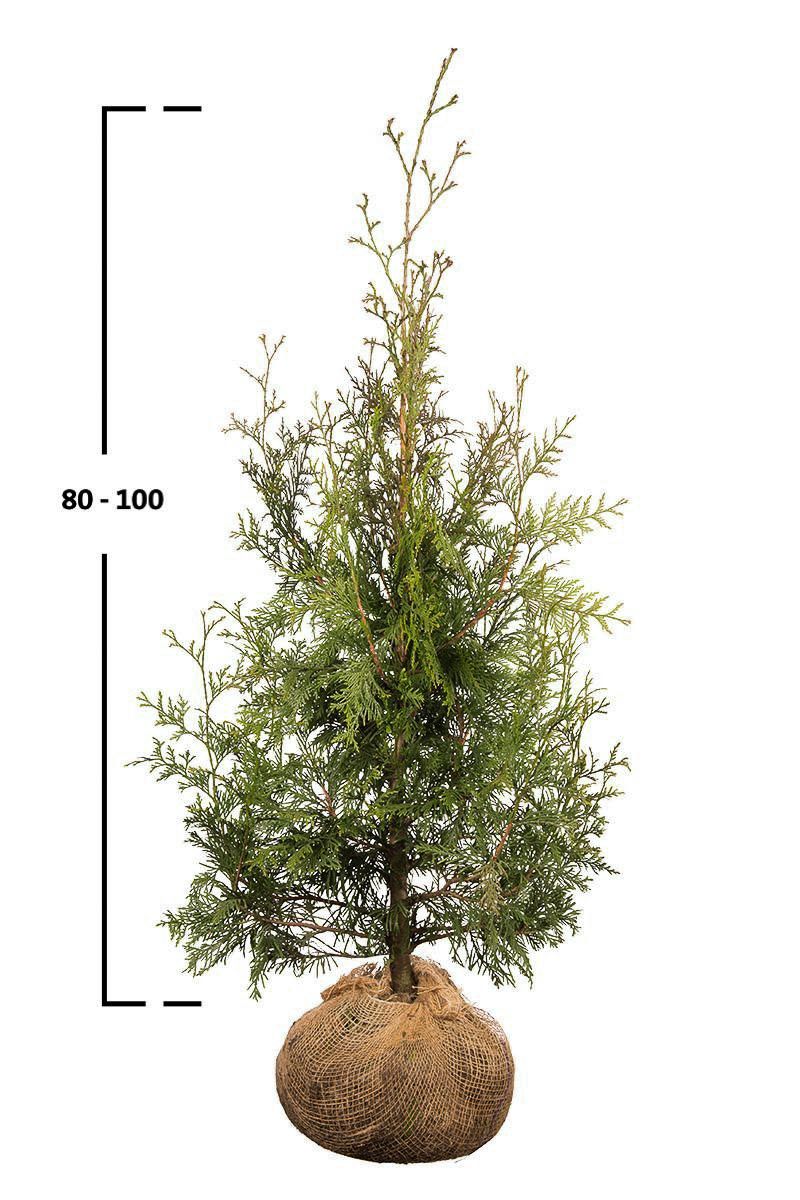 Thuja Excelsa