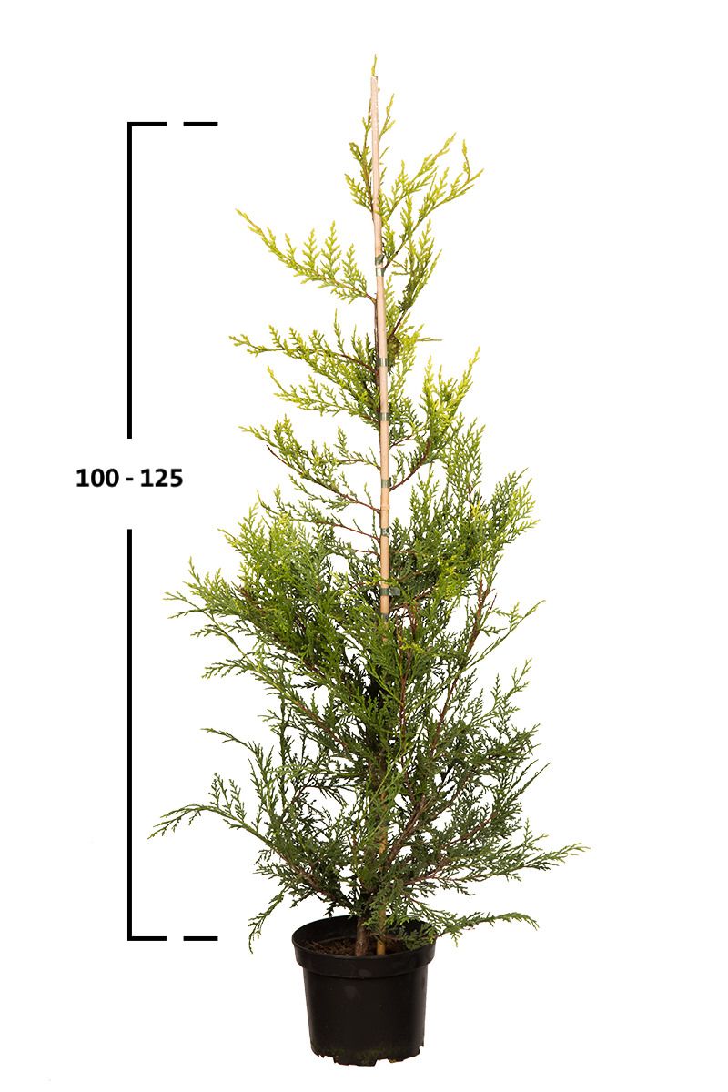 Gelbe Leyland- Zypresse