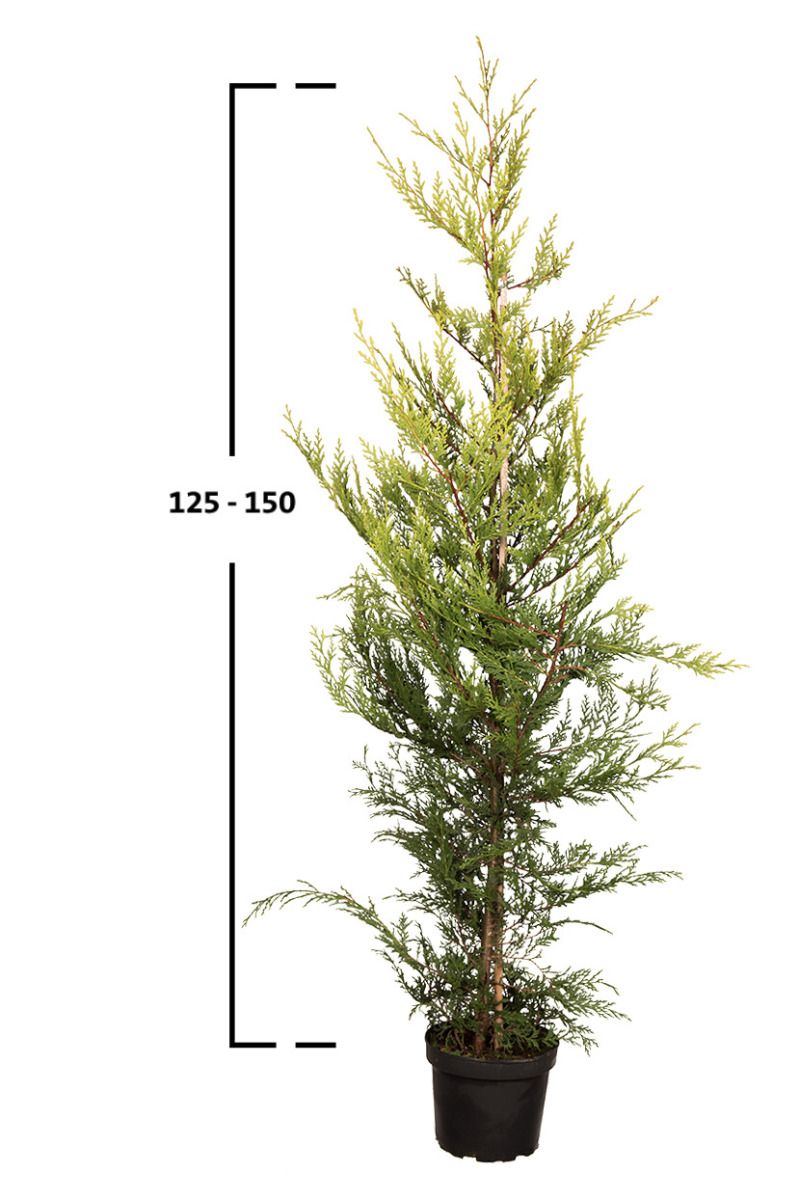 Gelbe Leyland- Zypresse