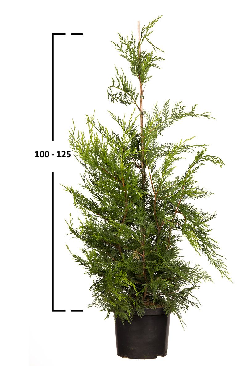 Grüne Leyland-Zypresse 