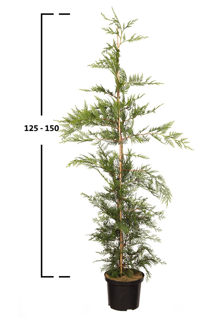 Grüne Leyland-Zypresse 