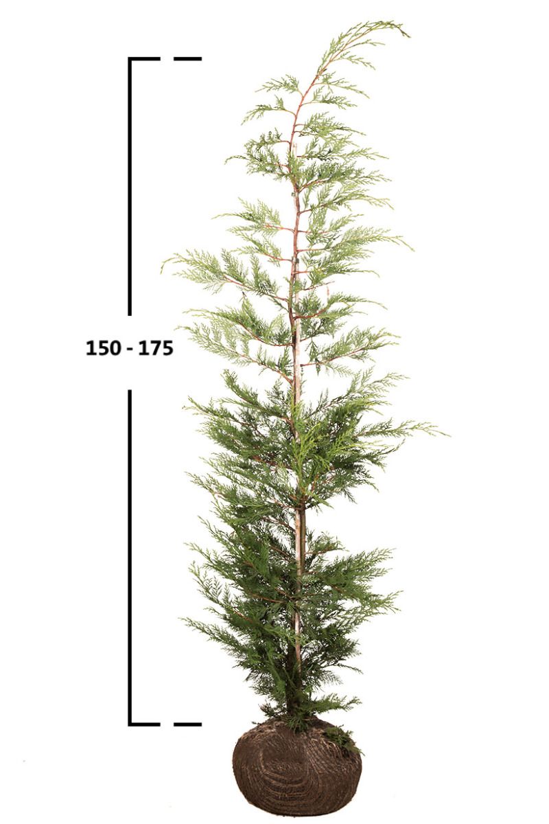 Grüne Leyland-Zypresse 