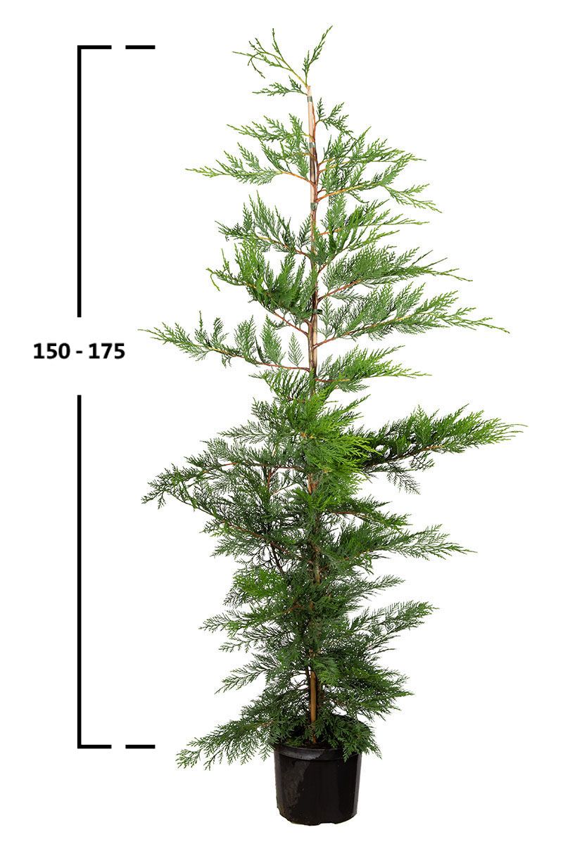 Grüne Leyland-Zypresse 