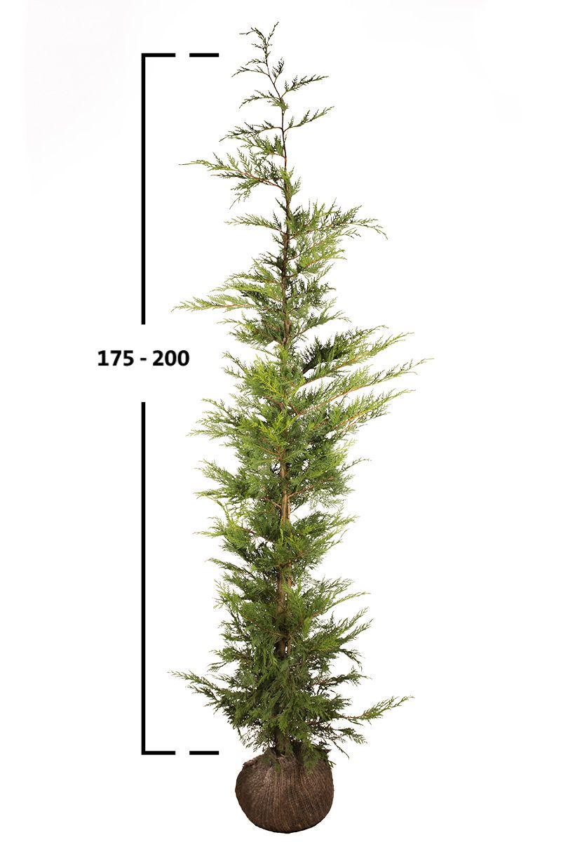 Grüne Leyland-Zypresse 