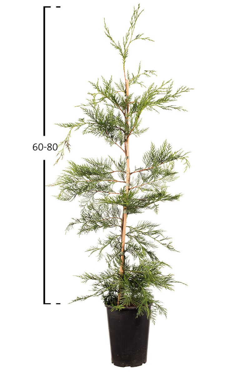 Grüne Leyland-Zypresse 