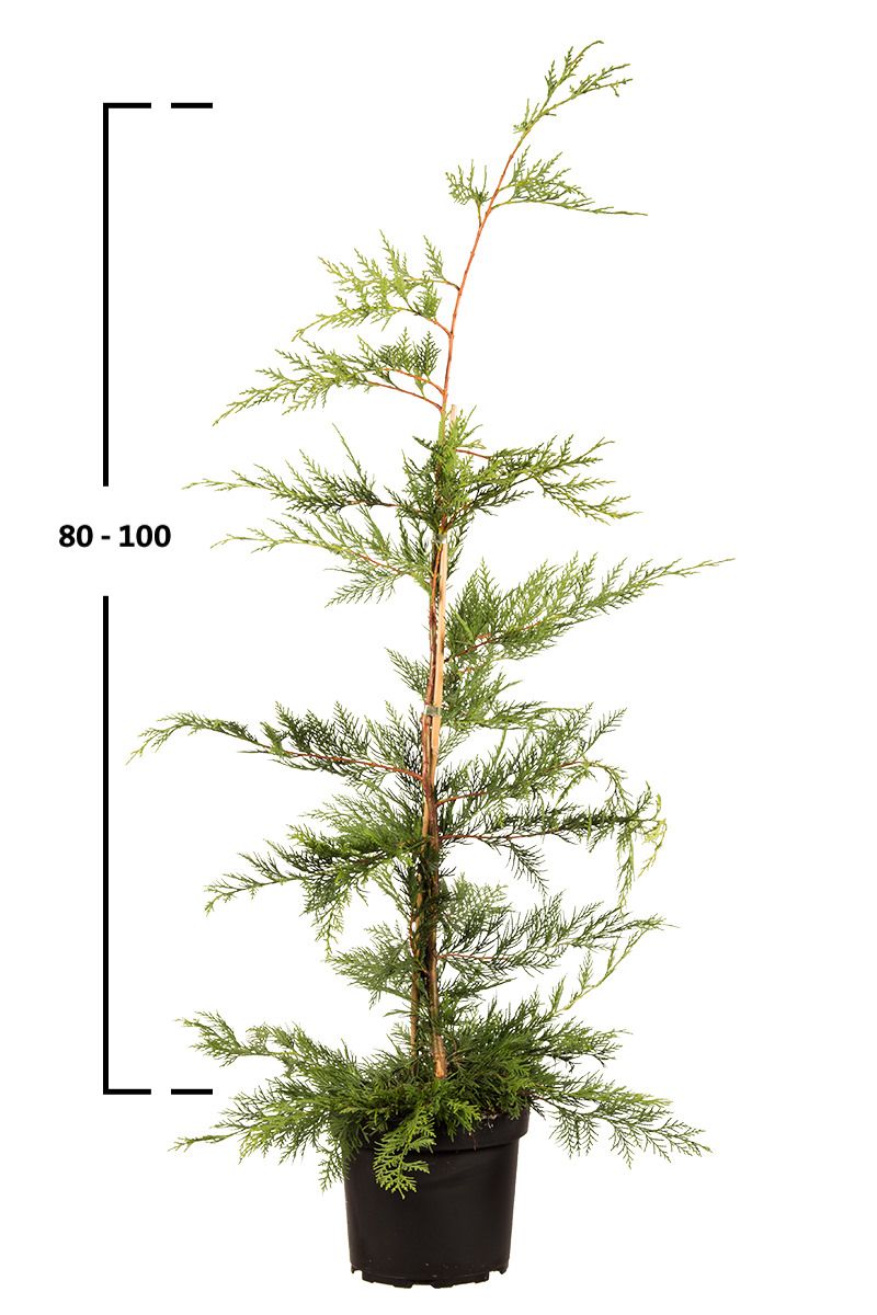 Grüne Leyland-Zypresse 