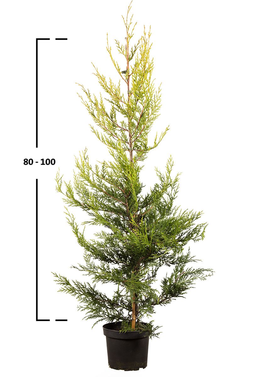Gelbe Leyland- Zypresse
