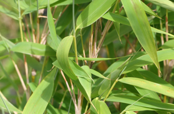 garmundo category